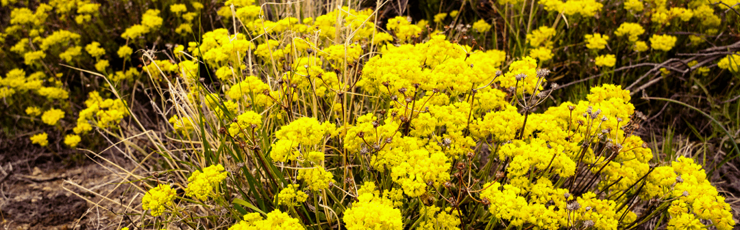 June 2025: Sulphur-Flower Buckwheat: Low Growth, High Impact